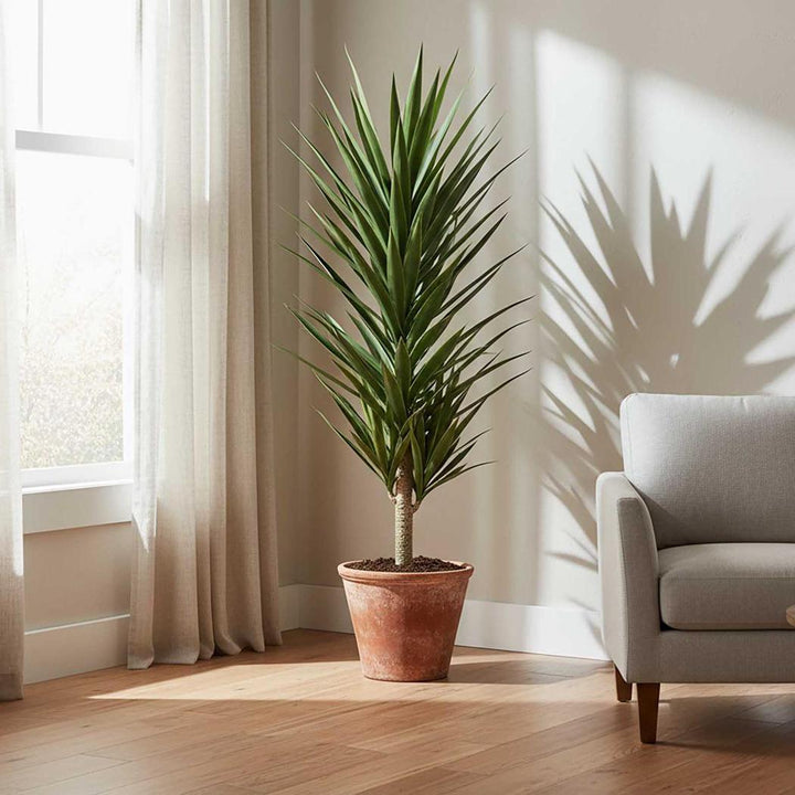 Yucca Plant 1.3m