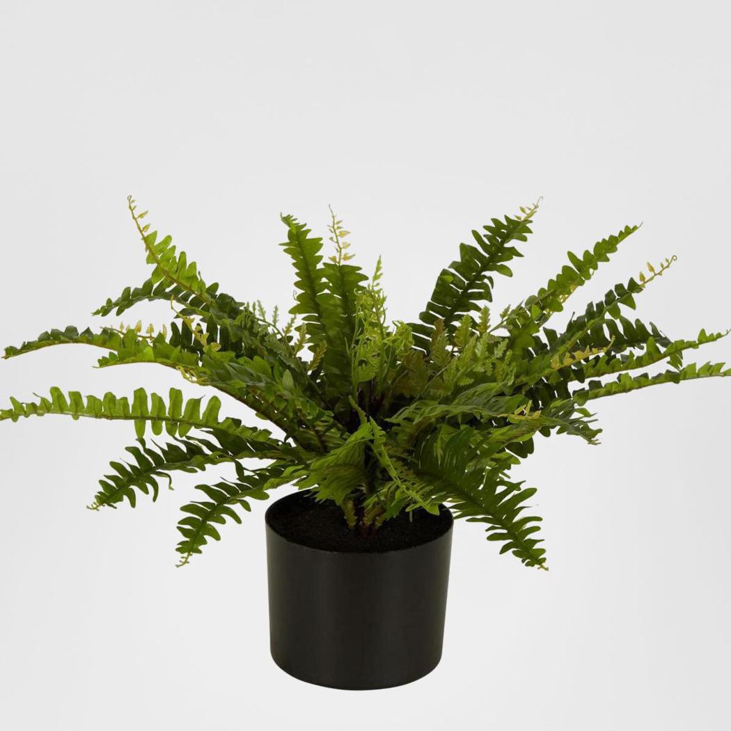 Boston Fern In Black Pot Medium