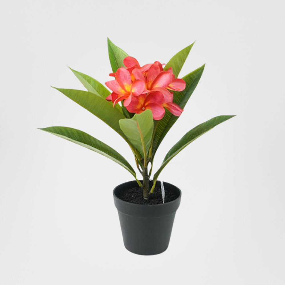 Potted Frangipani Red 34cm