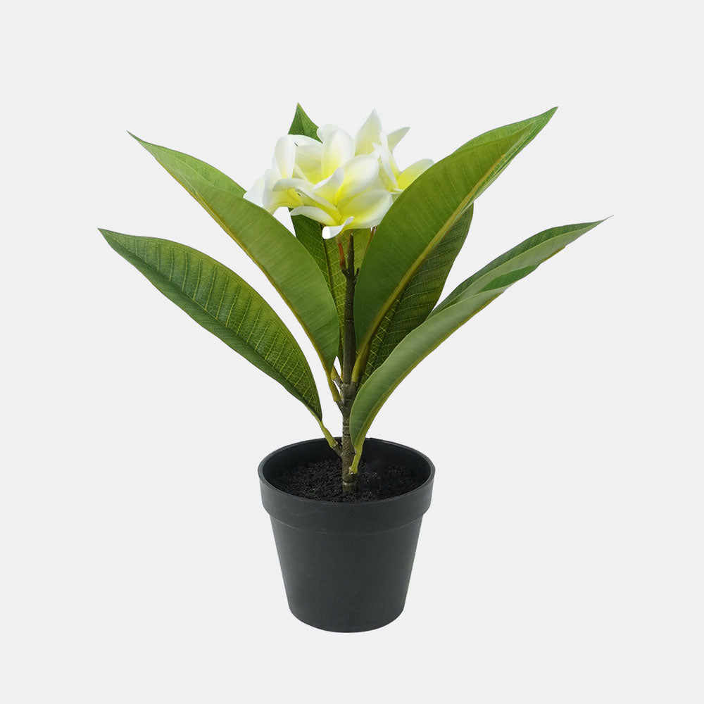 Potted Frangipani White 34cm