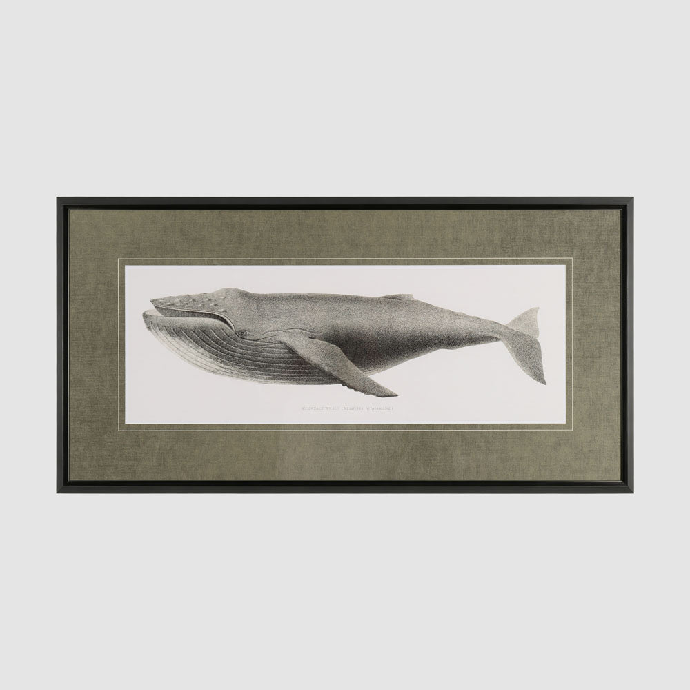 Humpback Whale 51 X 100cm
