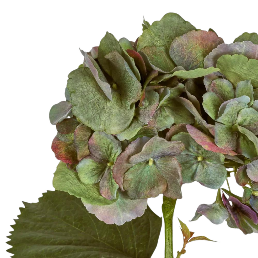 Hydrangea Large Green Stem With Leaves 75cm