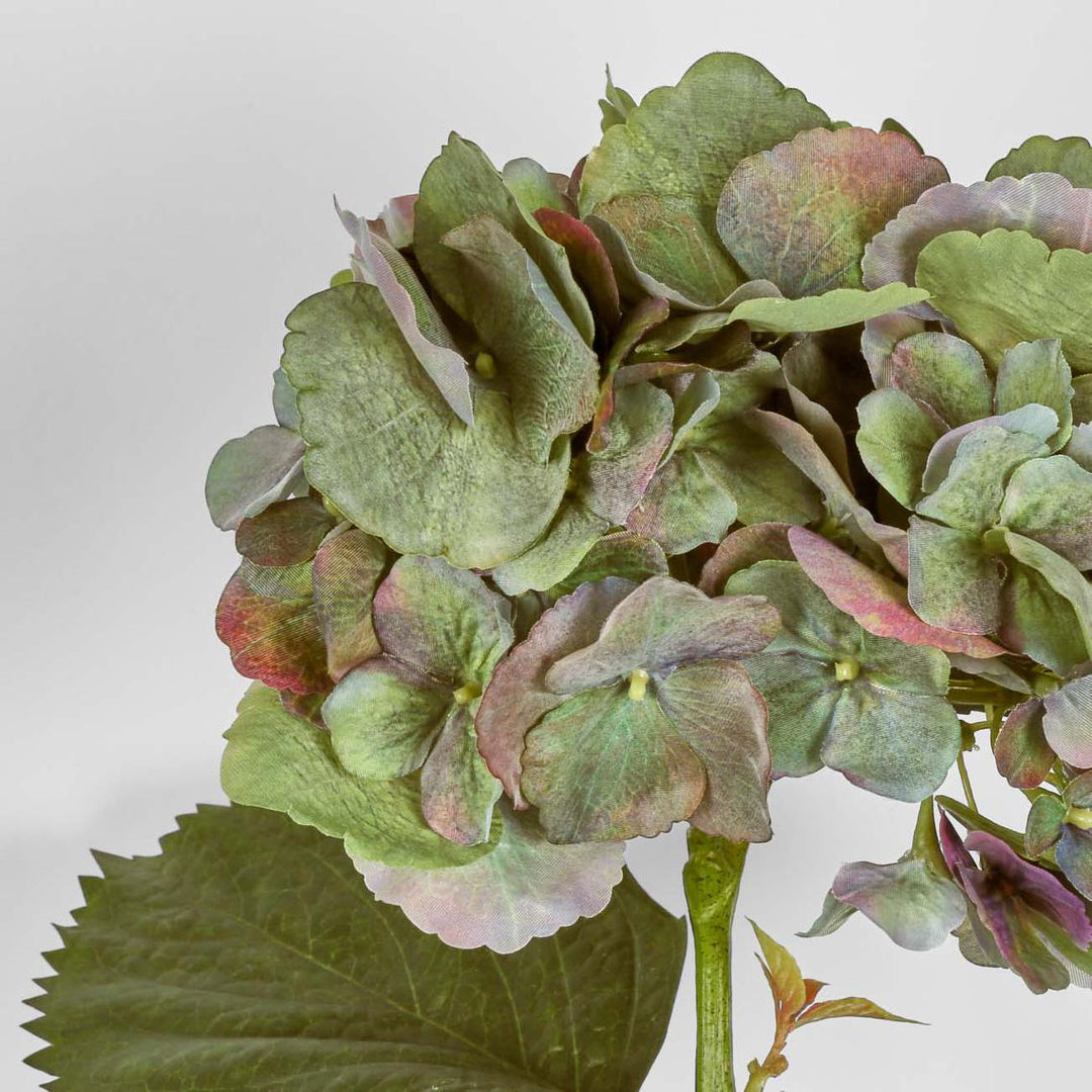 Hydrangea Large Stem With Leaves 75cm Green