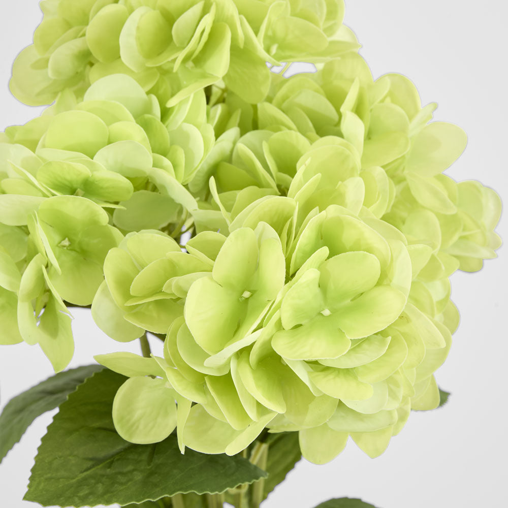 Hydrangea Fresh Touch Bunch Green
