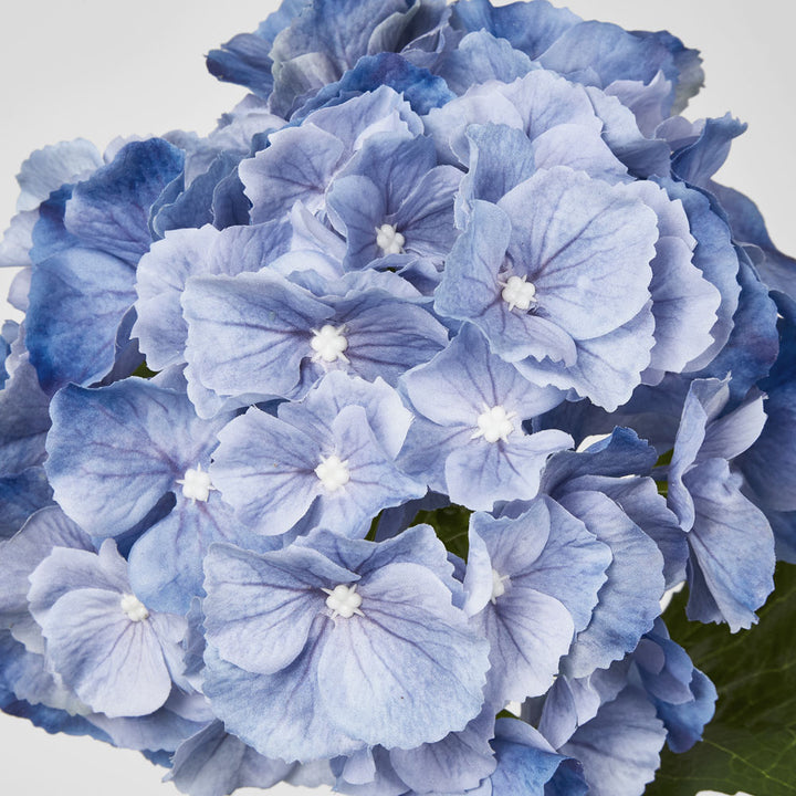 Susan Hydrangea Soft Touch Blue
52cm