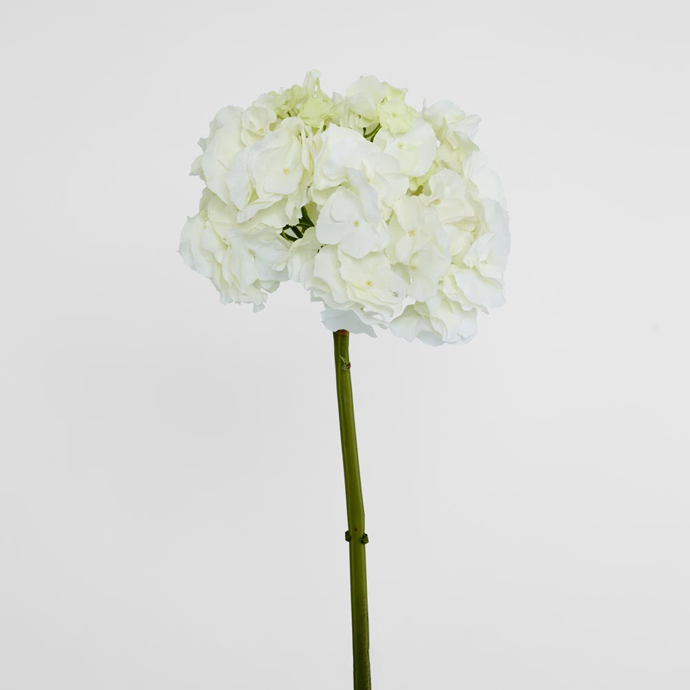 Hydrangea 50cm White