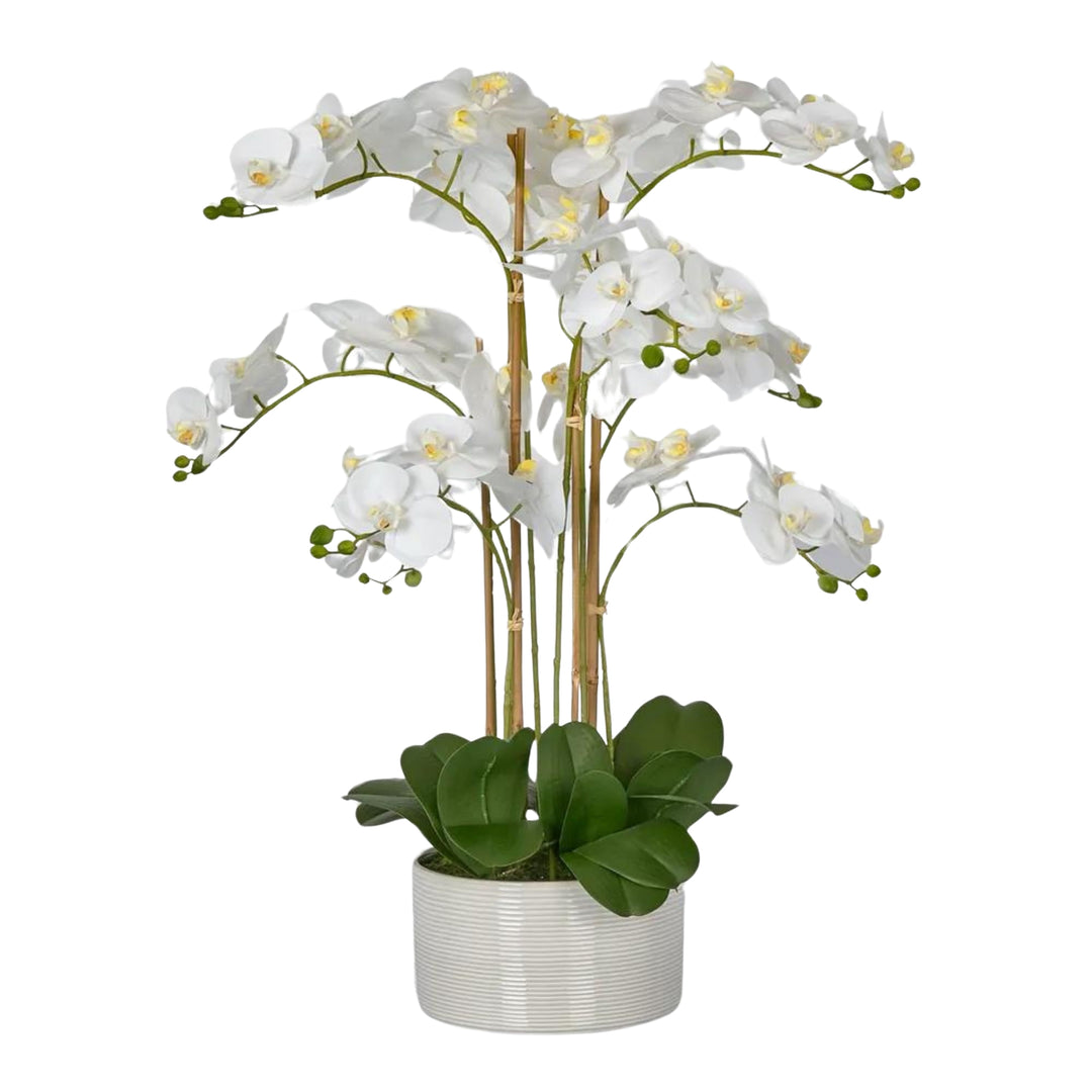 Luxe Phalaenopsis in Ribbed Bowl-9 Stems