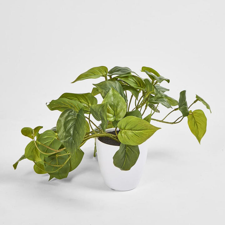Hanging Philo Leaf Bush in White Pot