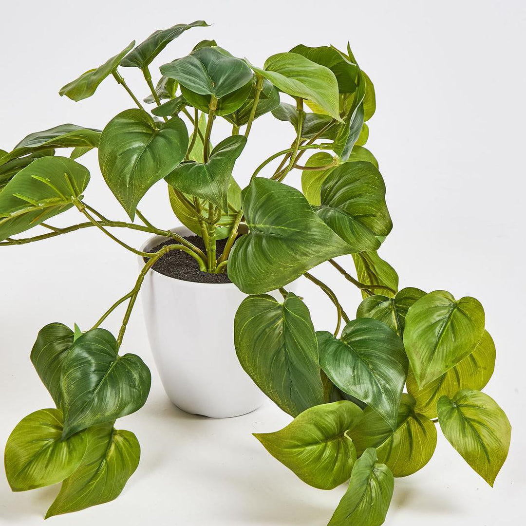 Hanging Philo Leaf Bush in White Pot