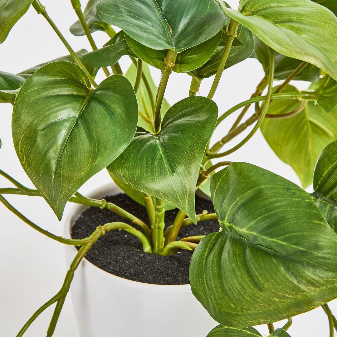 Hanging Philo Leaf Bush in White Pot