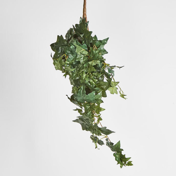 Hanging Green Ivy Bush