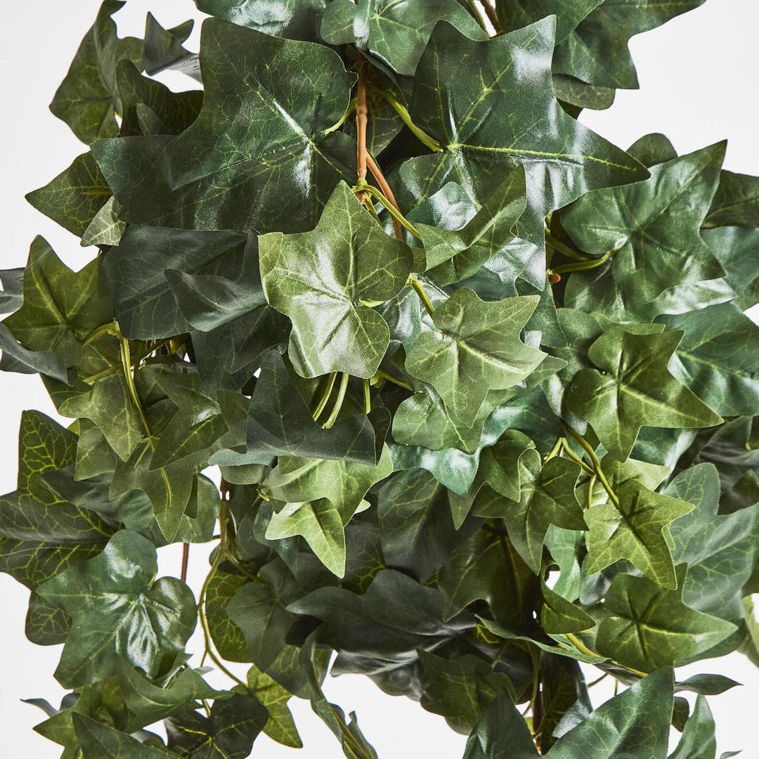 Hanging Green Ivy Bush