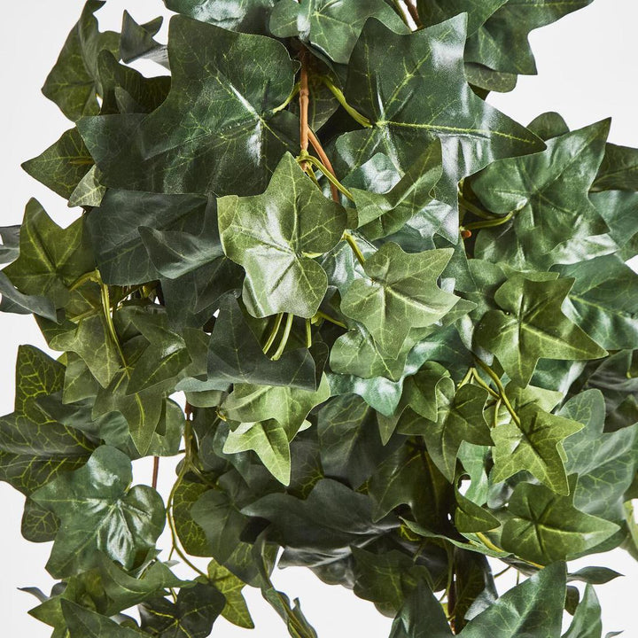 Hanging Green Ivy Bush