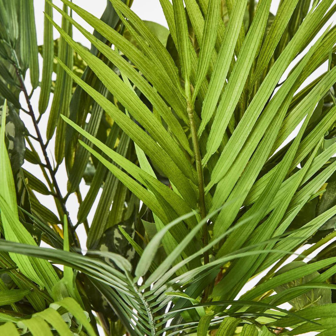Dracaena Palm Bush