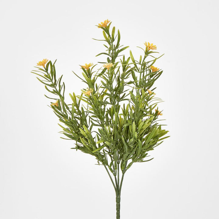 Wild Daisy Bush Yellow