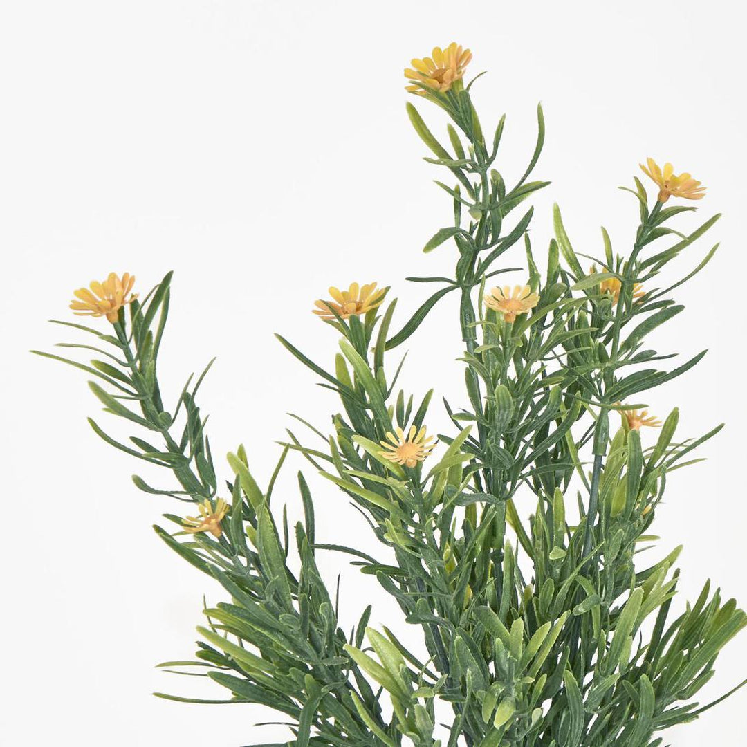 Wild Daisy Bush Yellow