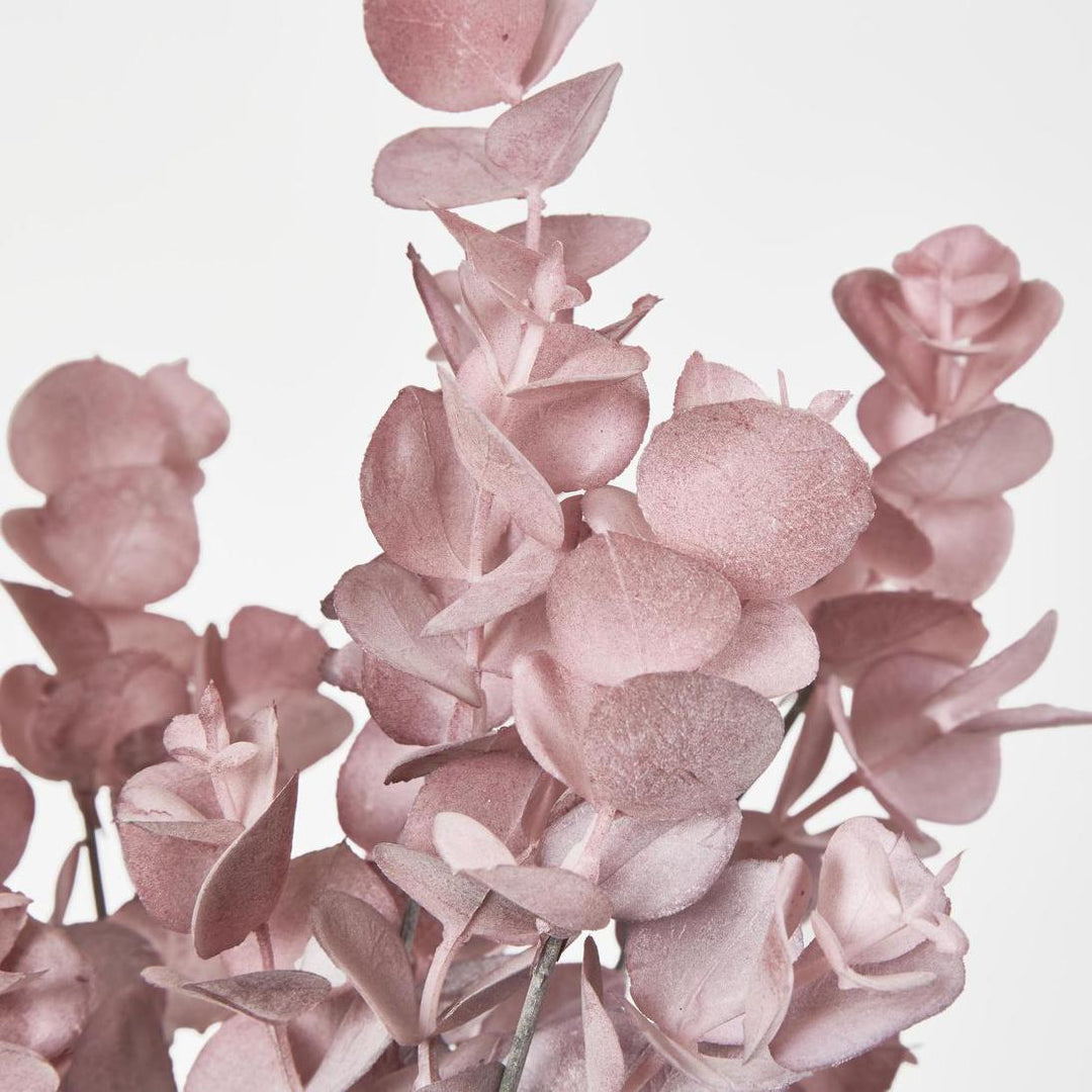 Eucalyptus Bush Pink