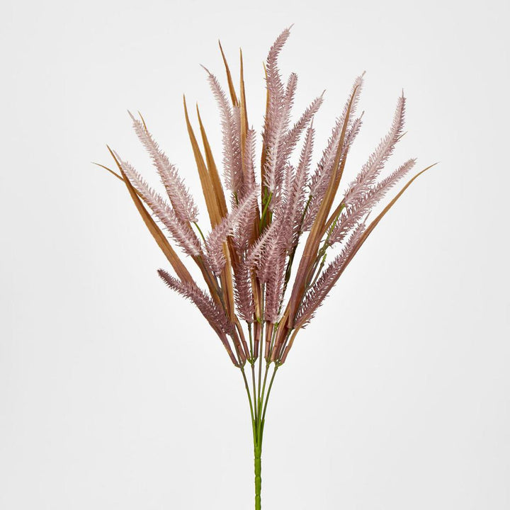 Pampas Grass Bush Purple