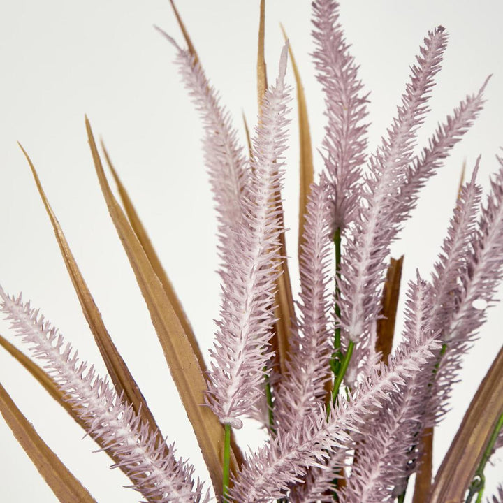 Pampas Grass Bush Purple