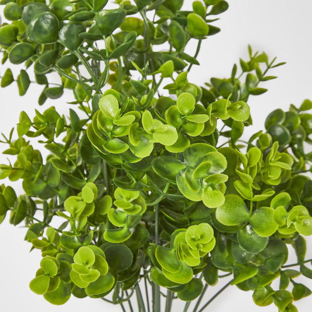 Mini Baby Eucalyptus Bush Green