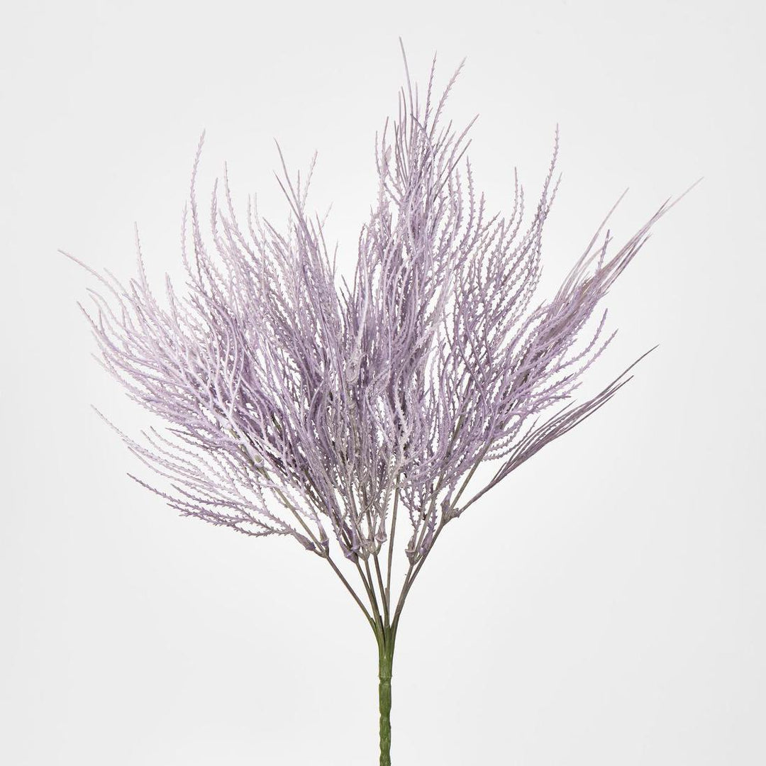 Pampas Grass Bush Purple
