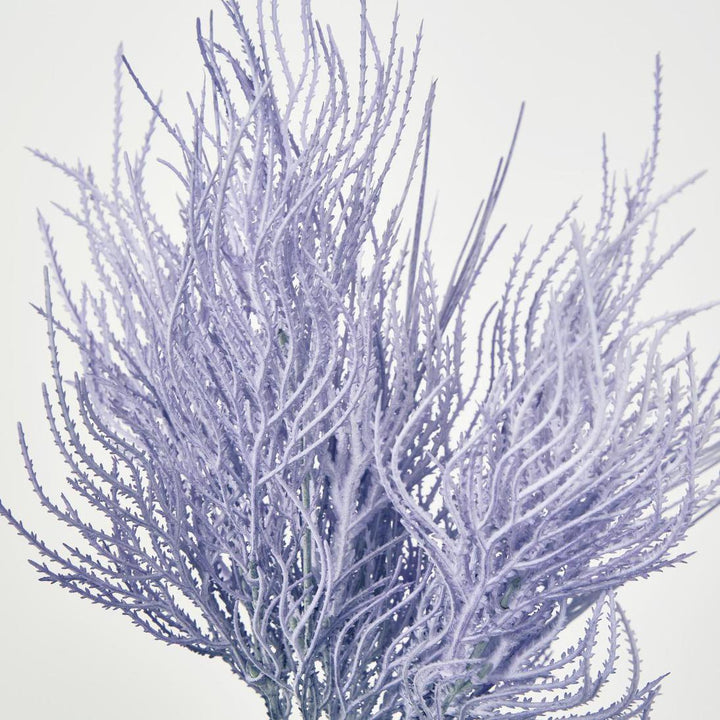 Pampas Grass Bush Purple