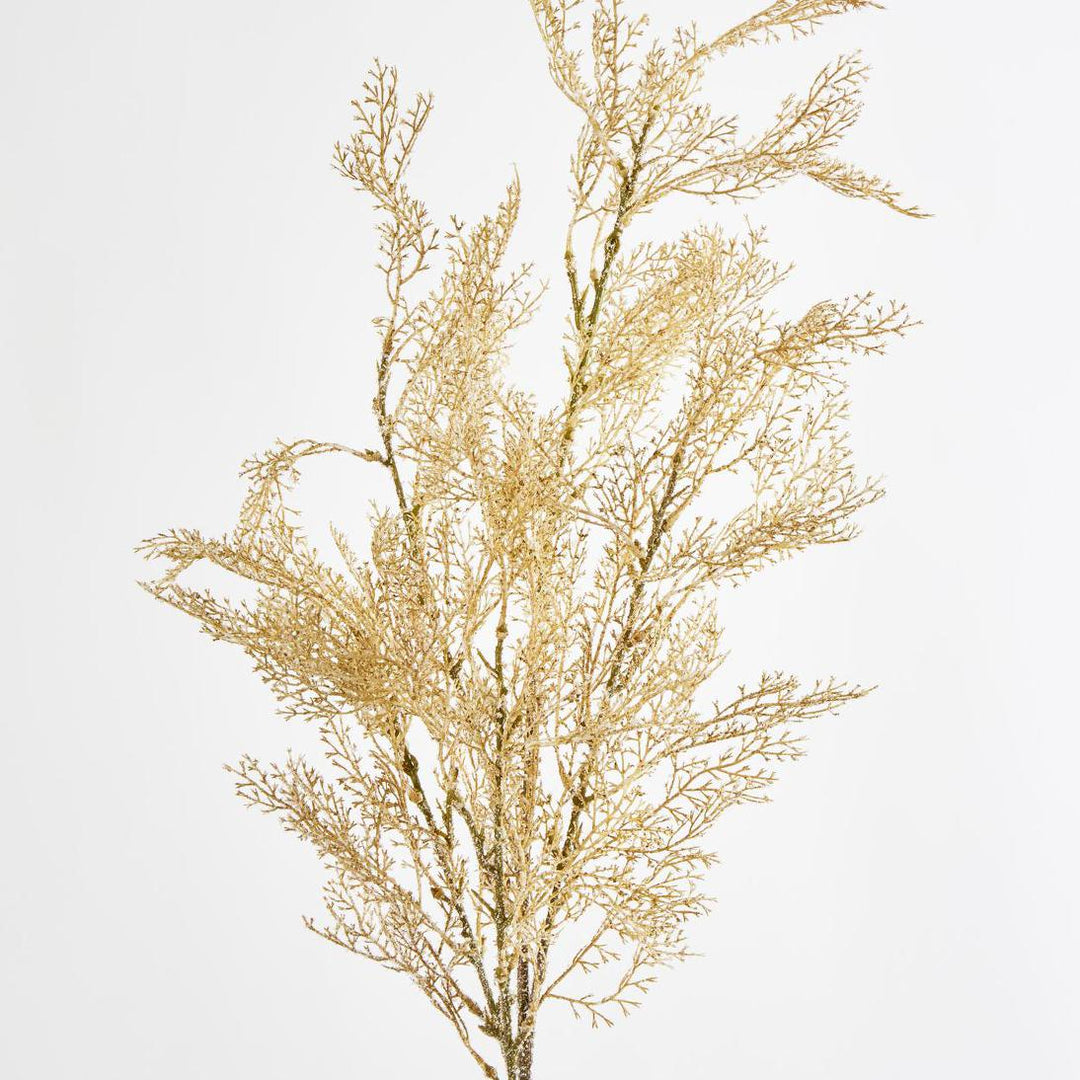 Pampas Grass Bush Cream