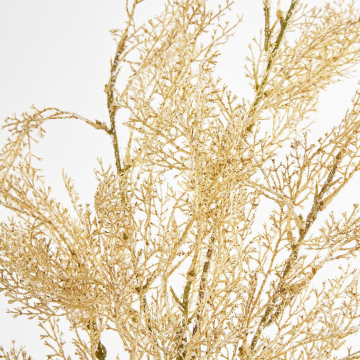 Pampas Grass Bush Cream