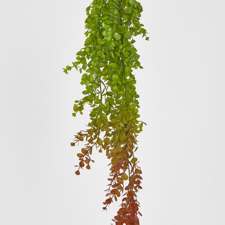 Hanging Eucalyptus Green Red