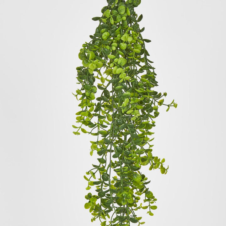 Hanging Buxus Greenery