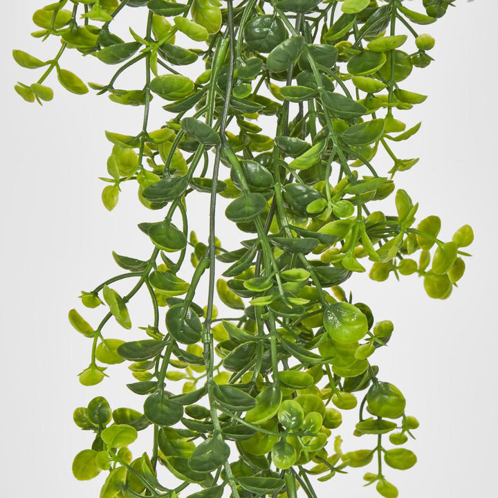 Hanging Buxus Greenery