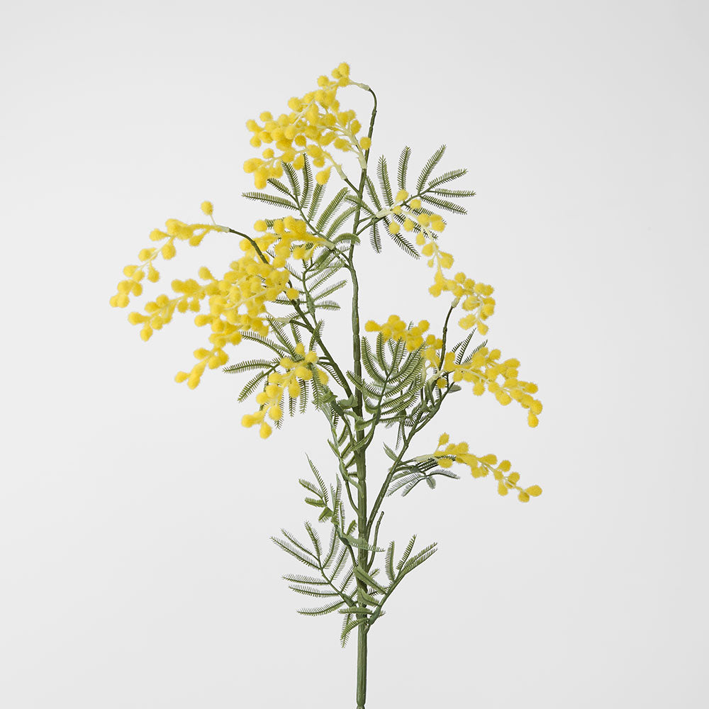 Australian Wattle 85cm Yellow