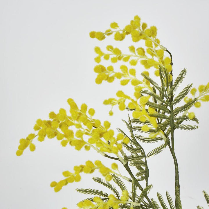 Australian Wattle 85cm Yellow