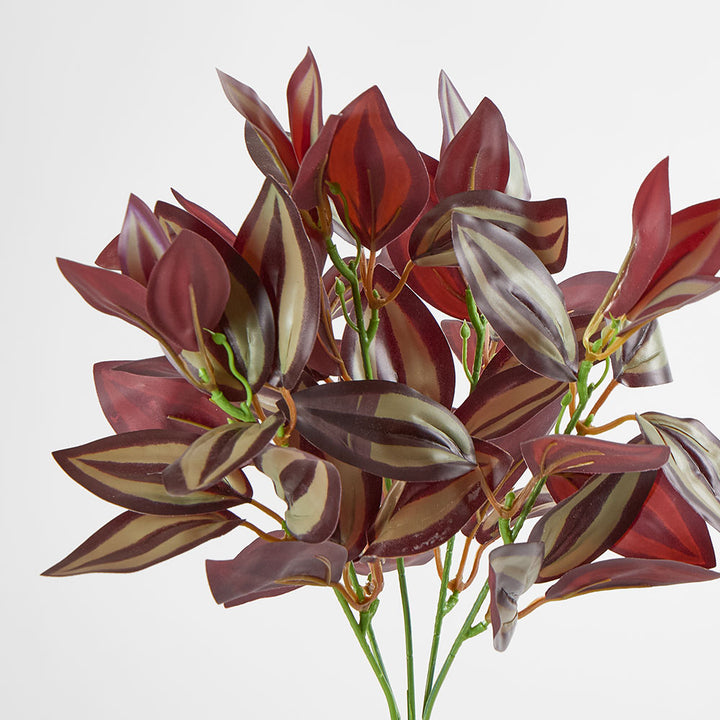 Wandering Jew Bush Purple