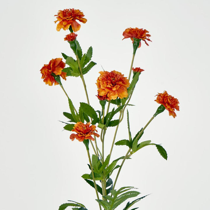Marigold Spray Orange