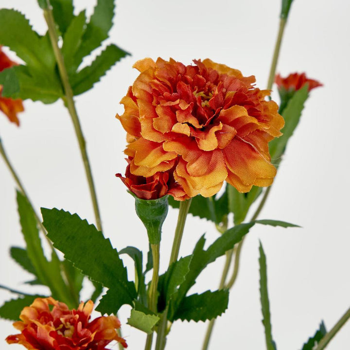 Marigold Spray Orange