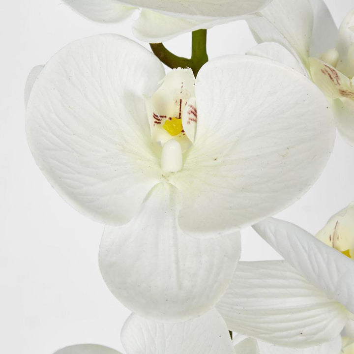 Phalaenopsis Orchid stem with 7 Flowers White