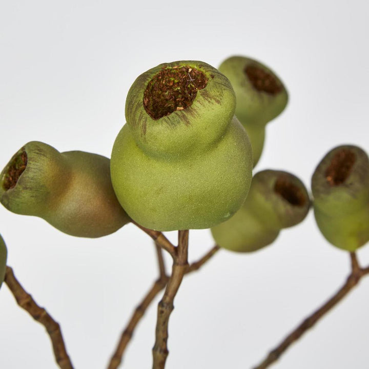 Gumnut Spray Green