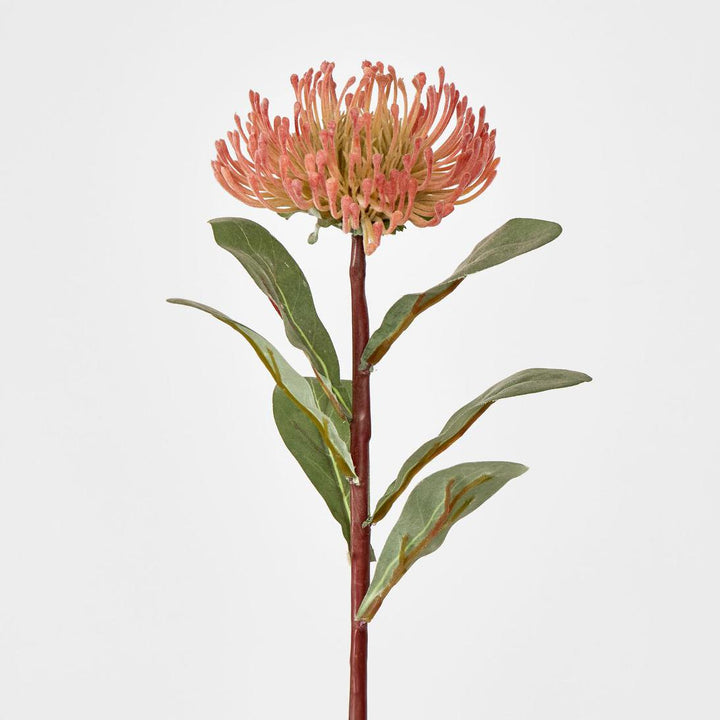 Pincushion Protea Orange