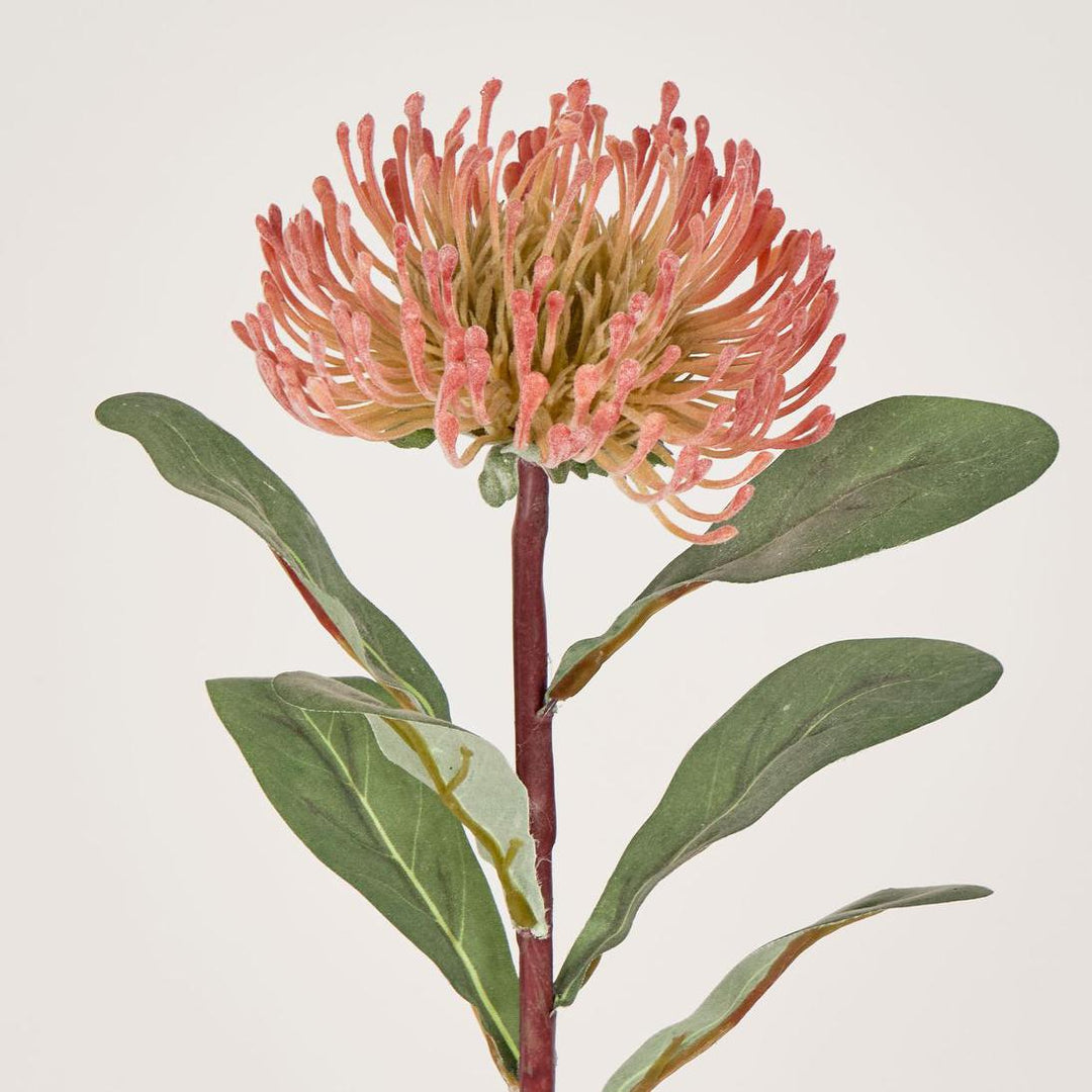 Pincushion Protea Orange