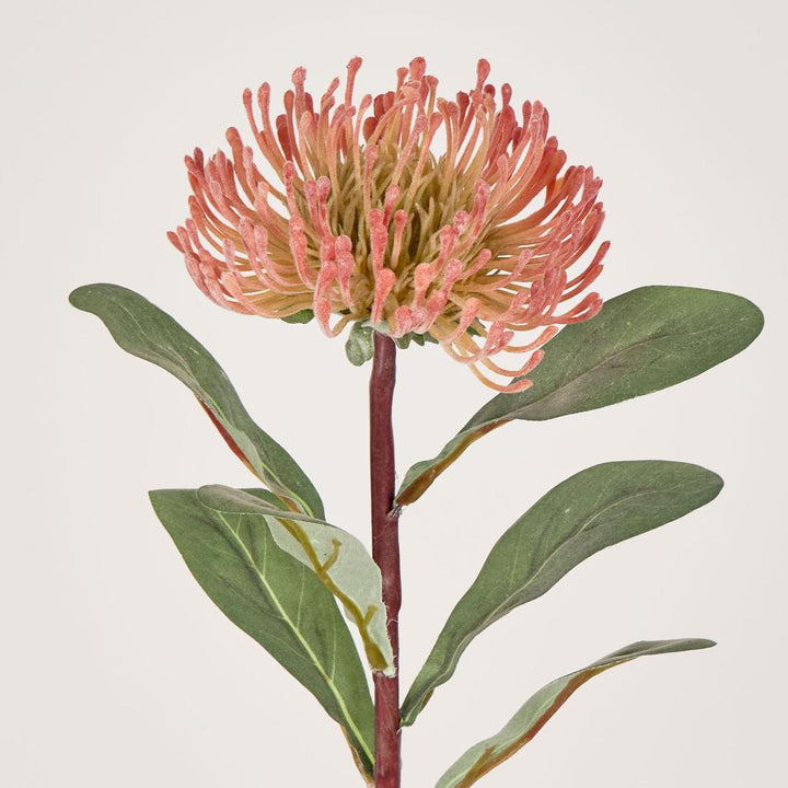 Pincushion Protea Orange