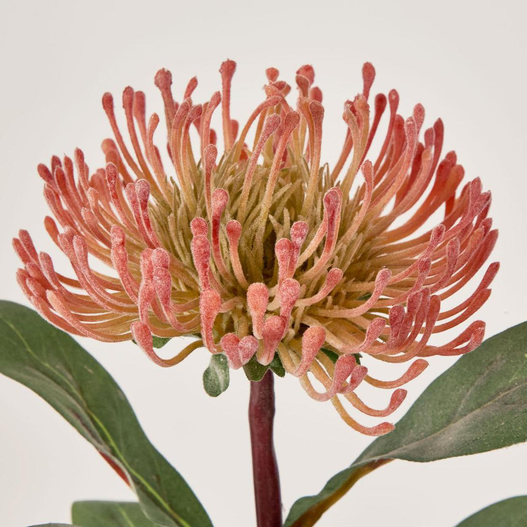 Pincushion Protea Orange