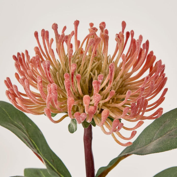 Pincushion Protea Orange