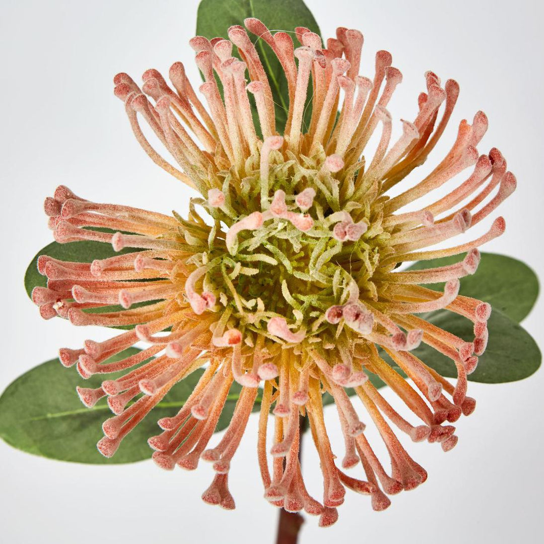 Pincushion Protea Orange