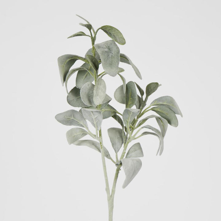 Lambs Ear Leaf Spray Green