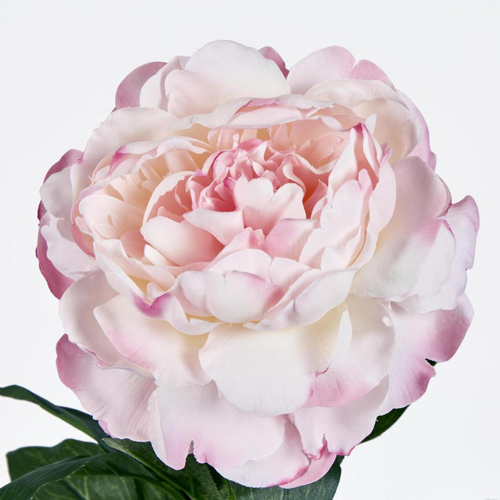 Peony Stem 66cm Pink