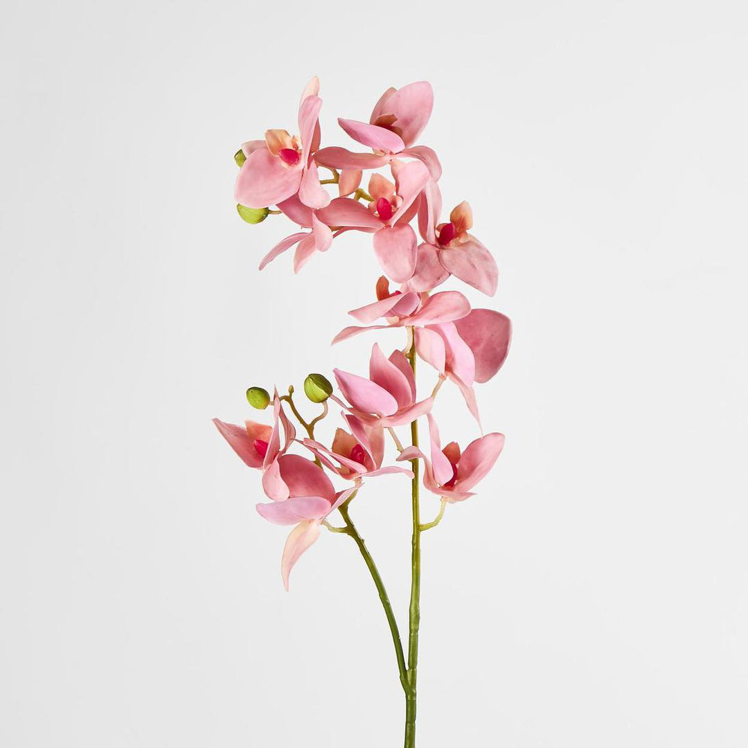 Phalaenopsis Orchid Spray Pink