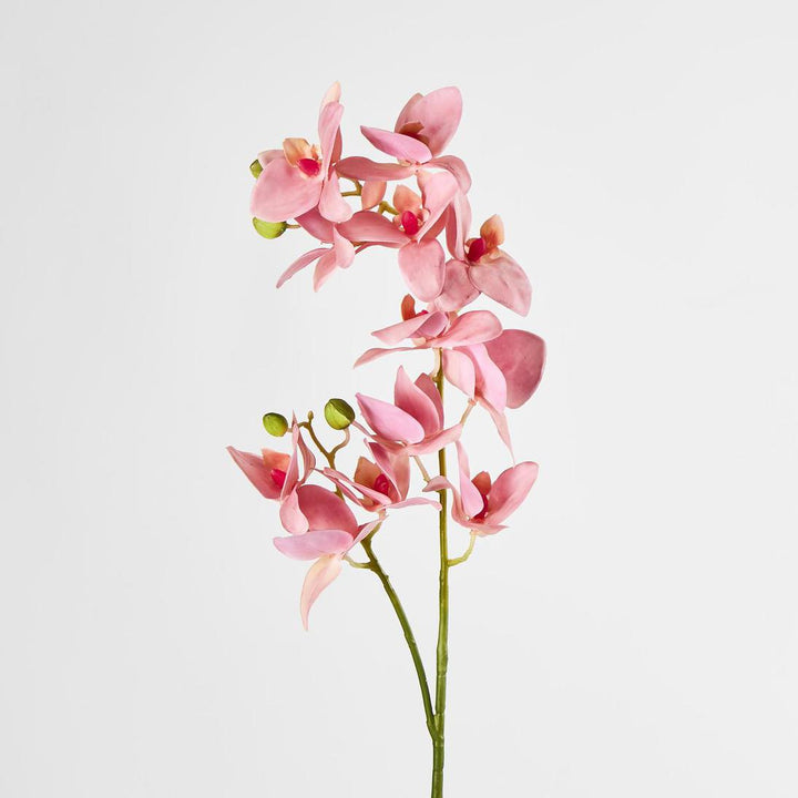Phalaenopsis Orchid Spray Pink