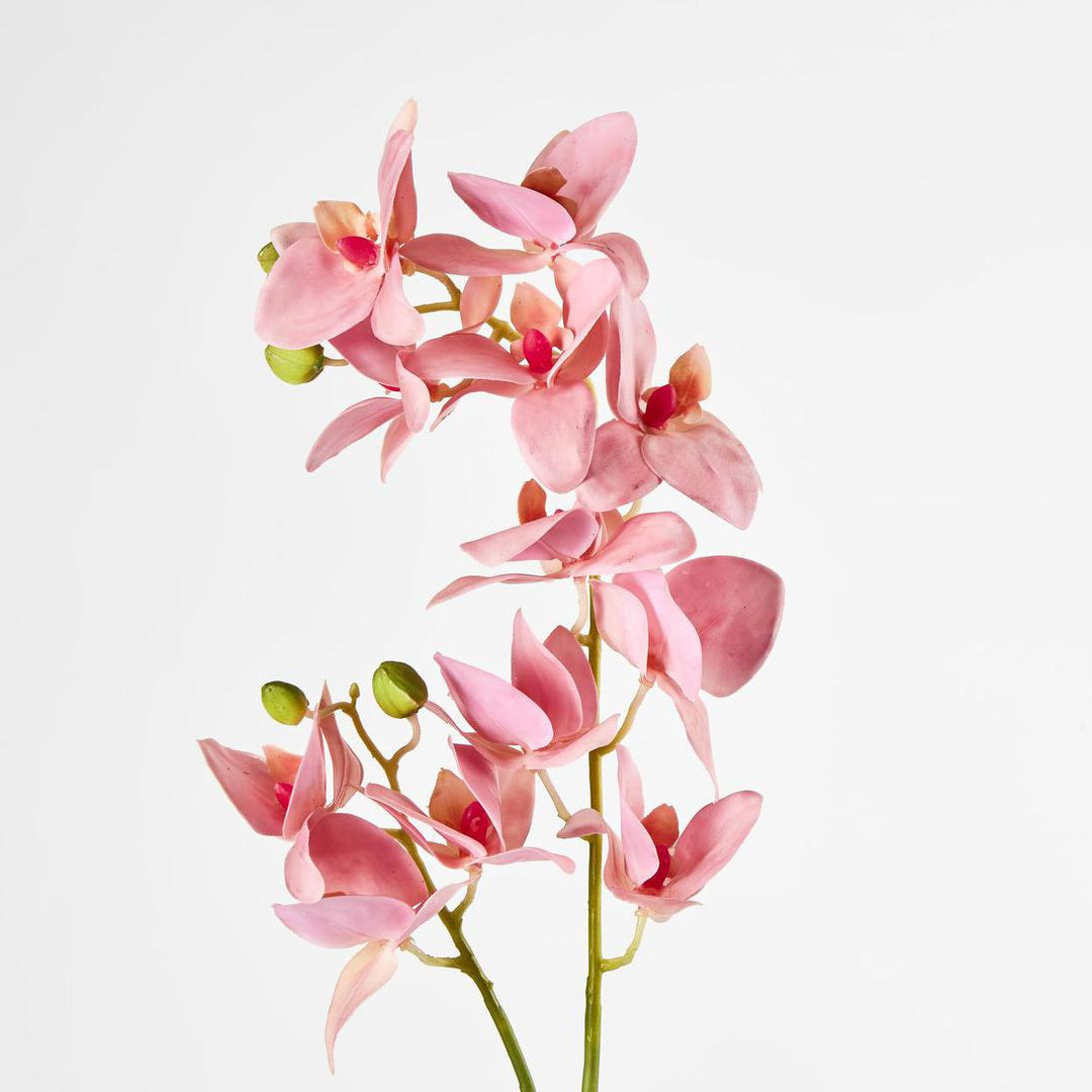 Phalaenopsis Orchid Spray Pink