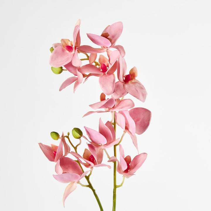 Phalaenopsis Orchid Spray Pink
